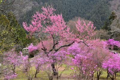 山岳モノレールでゆく檜原村小林家住宅のツツジまつり 2016（東京）