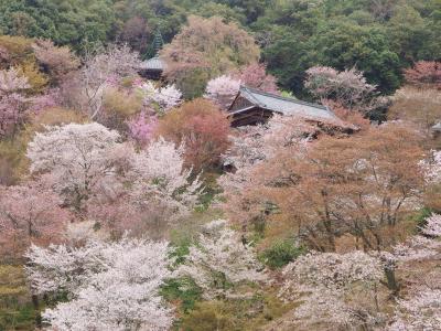 桜sakura旅Part７　いよいよ最終章　桜舞う吉野の山歩き♪
