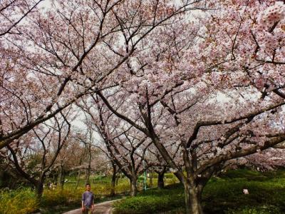 高松市一の絶景・古墳群山の桜と高松城跡の桜とミシュラン三ツ星庭園