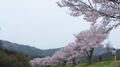 道の駅アグリステーションなぐらの桜