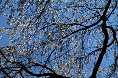 ぶらり美味なる京都旅！！吉野のヤマザクラ、京都御苑の枝垂れ桜を満喫
