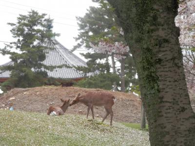 菊水楼でランチして街歩き