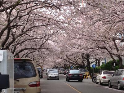 さくら満開釜山~カルメッキル2-2