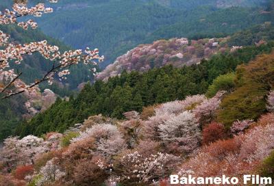 これはこれはとばかり花の吉野山　＆　奈良盆地最後の桜