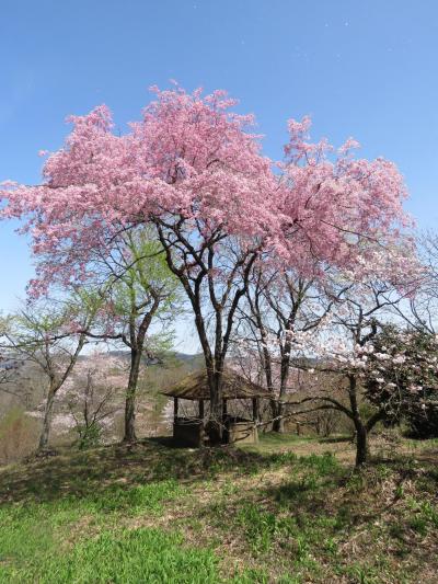 今年初めての美の山ハイキング②花の森での桜見を堪能する