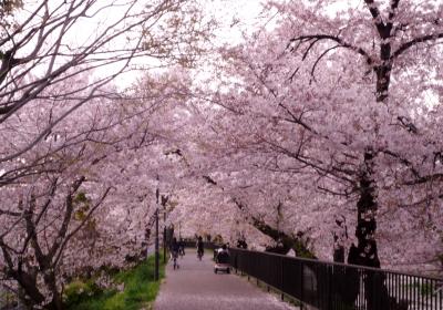４月上旬　ゆっくり楽しむ高槻市北部の桜巡り