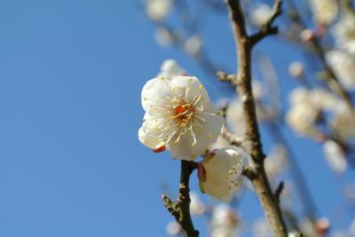 枚岡神社にお参り＊梅も少ーし咲いてました