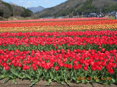 「たんとうチューリップまつり2016」に行ってきました。2016年平成28年4月15日（金）