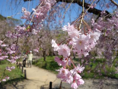 春の花を見るのなら，そう，植物園を外すわけにはいきません。枝垂桜も満開でした。
