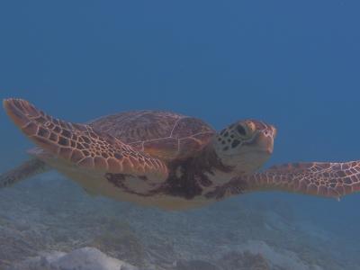 カメに会いに渡嘉敷島へ　２