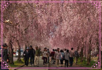 千本の・・・しだれ桜の並木道　★日中線記念自転車歩行者道（国鉄日中線跡）★喜多方★