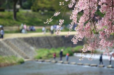 京都を歩く(239) 紅枝垂桜の名所 上賀茂神社から半木の道へ