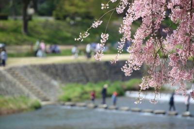 京都を歩く(239) 紅枝垂桜の名所　上賀茂神社から半木の道へ