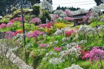 桃源郷といわれている「上中の しだれ桃の里」