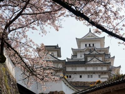 2016春　桜の姫路城