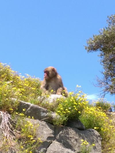 猿に会いに淡路島に行って来ました～