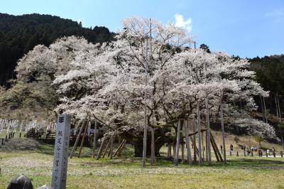 根尾谷の薄墨桜と桜の名所を訪ねる１０００ｋｍの旅