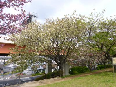 数年後楽しみな荒川左岸鹿浜橋緑地（桜づつみ）調査