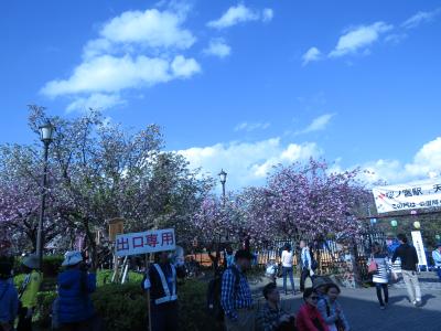 桜を追い駆けて、造幣局通り抜けが終われば大阪の桜も（花見）終わりです。