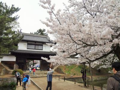 土浦城址（亀城公園） 桜まつり