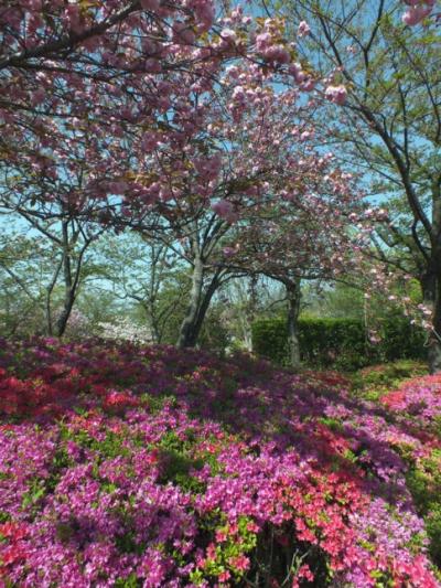 松山市街地随一の絶景地はツツジの絨毯と桜がまだ見頃