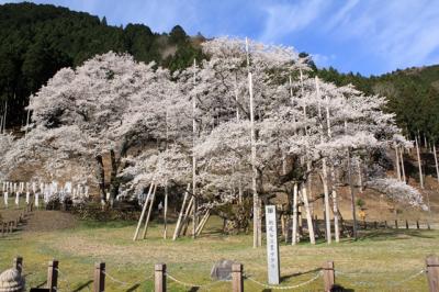 岐阜・愛知花見ドライブ　1日目