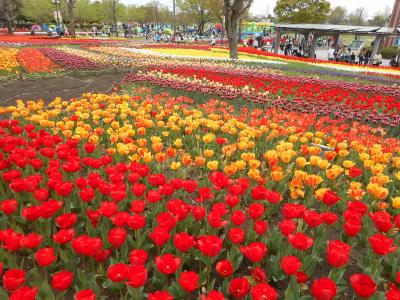 チューリップのお花畑木曽三川公園