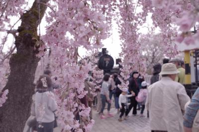 日中線廃線跡のしだれ桜