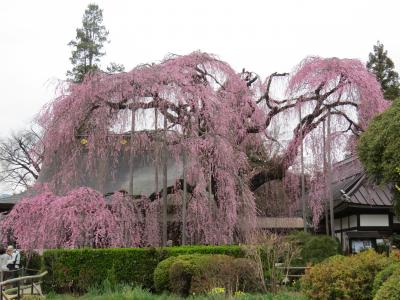 山梨の桜を求めて…  「慈雲寺」「周林禅寺」絶景の枝垂れ桜