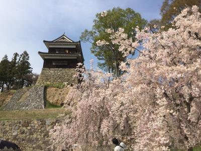 上田の千本桜祭りと、道と川の駅のドッグランへ