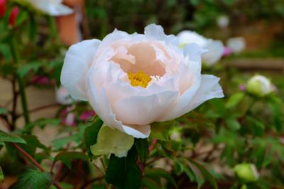 西新井大師さん　花まつり　ぼたん　下