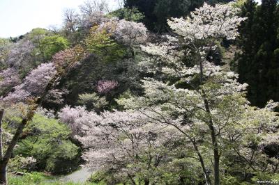 全国の桜が楽しめる多摩森林科学園（その１）