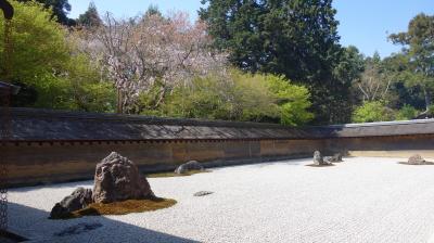 龍安寺の枝垂桜も外せません。ここの駐車場の枝垂桜は隠れた名所です。