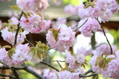 全国の桜が楽しめる多摩森林科学園（その２）