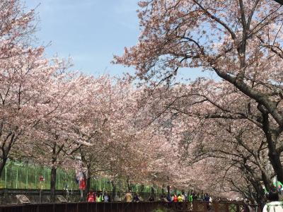 釜山～鎮海桜と軍港まつりの旅①2016.4