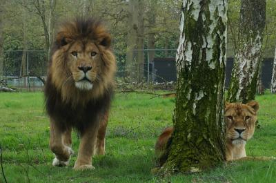 フランスで最も美しい動物園　Parc et Chateau de Thoiry　（トワリー動物園）