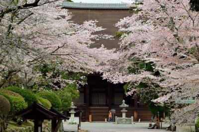 2016 “湖国”近江桜巡り【２】 ～遥か万葉の時代から続く大寺が桜色に染まり・・・「三井の晩鐘」で知られる名刹・三井寺へ～