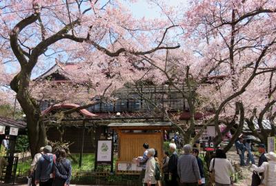 2016春、信州の桜と城(5/28)：4月15日(5)：高遠城(1)：小彼岸桜、高遠町桜憲章