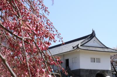 桜の霞城公園