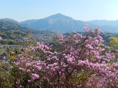 今年初めての美の山ハイキング⑤瑞岩寺訪問でミツバツツジを見る