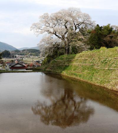 小奴可の要害桜