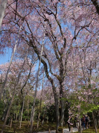 龍安寺の奥庭の枝垂桜。満開でした。