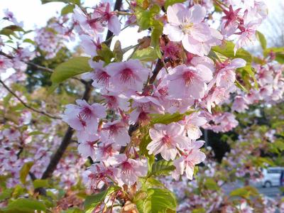 桜の鹽竈神社へ    塩竈市　　宮城県