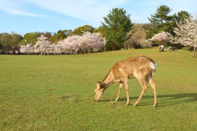 奈良 桜めぐり2016 奈良公園編
