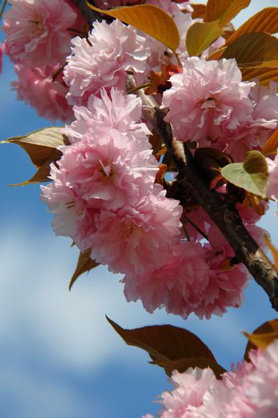 大谷川上流、八幡舞台のぼたん桜ロード