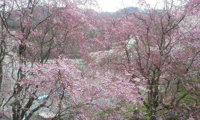 満開の高遠の桜と山梨の桃