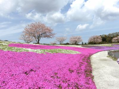 東京ドイツ村での芝桜とイルミネーションの思ひ出♪
