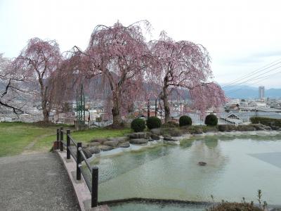 上山市の桜と街歩き「月岡公園」