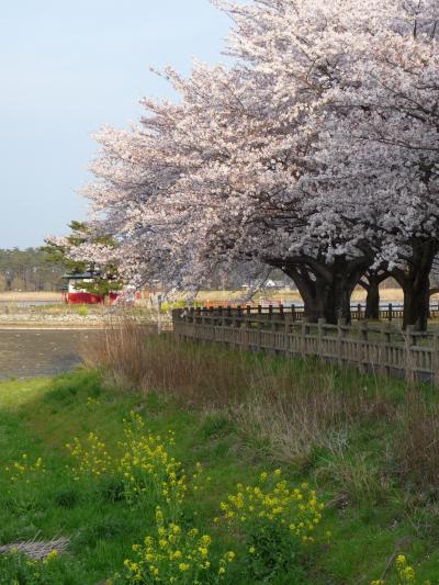 多々良沼公園のサクラ_2016_（群馬県・邑楽町）