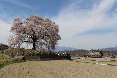 山梨の一本桜・わに塚の桜を見に行ってみました